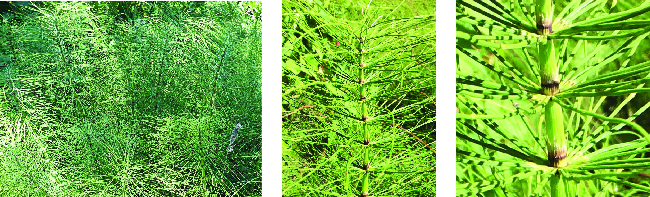 A cluster of the modern scouring rush, Equisetum in Oregon. These examples are several feet tall. 